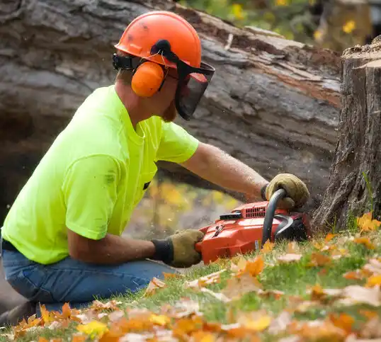 tree services West Chazy